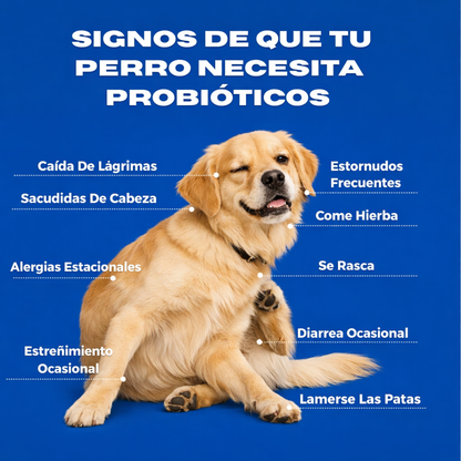 Dogelthy Probióticos para Perros - Gastro Aid 270 Gramos